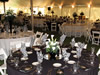 Party Linen, Zebra Napkins